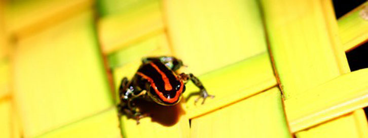Colombia Amazon Tours