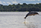 Grey Dolphin - Sotalia fluviatilis