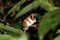Murine Mouse Opposum - Marmosa murina
