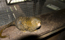 Pygmy Marmoset - Cebuella pygmaea