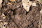 Brazilian Tapir footprint - Tapirus terrestris