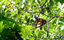 Common Squirrel Monkey -  Saimiri sciureus