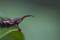Weevil - Family: Curculionidae
