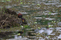 Wattled Jacana - Jacana jacana